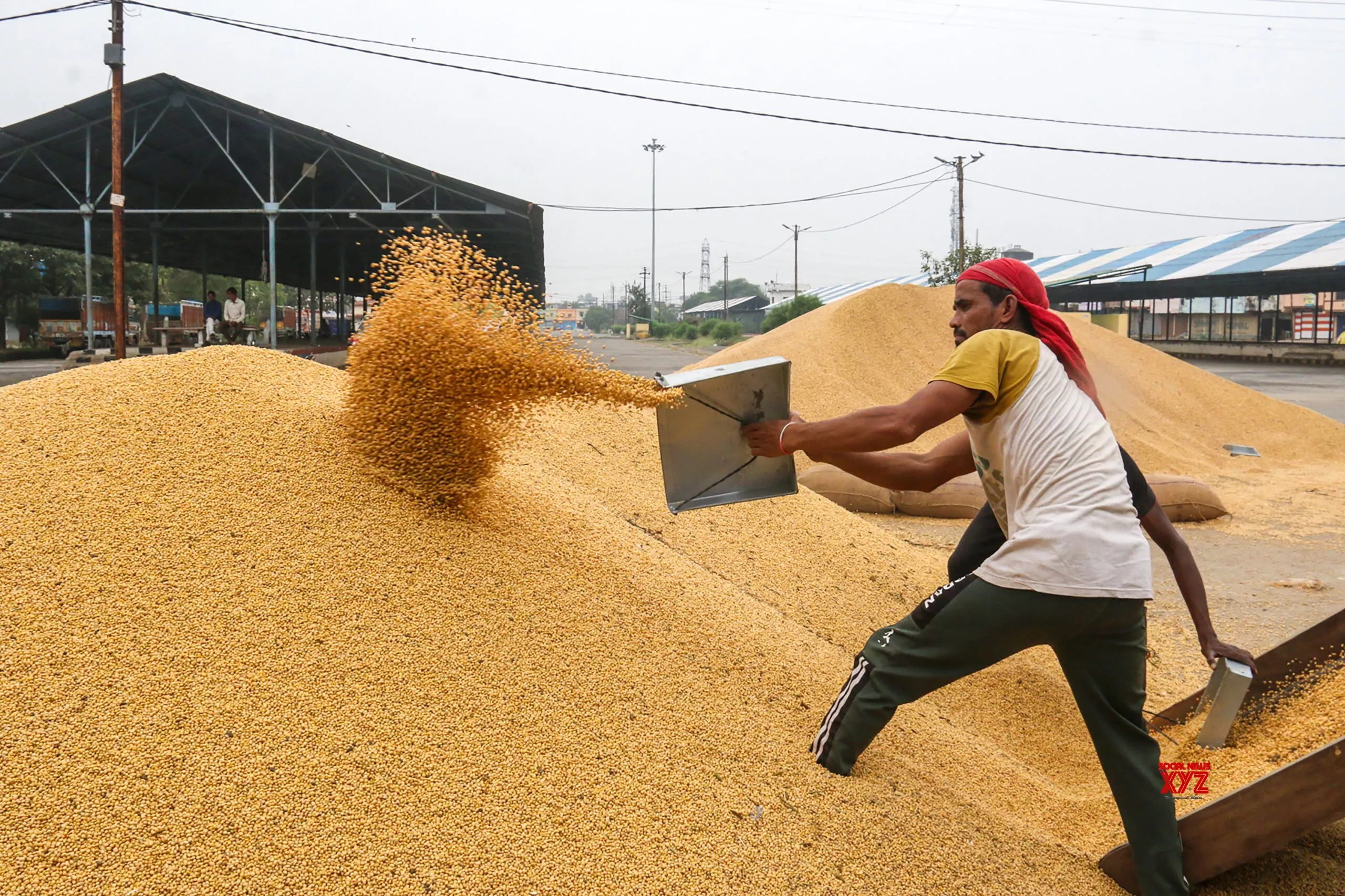 Worker sorts newly harvested soybean at Bhopal market #Gallery