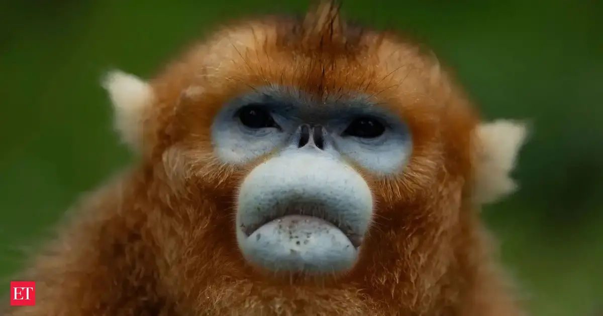 China's rare golden monkeys debut at European zoos, possible successor to 'panda diplomacy'