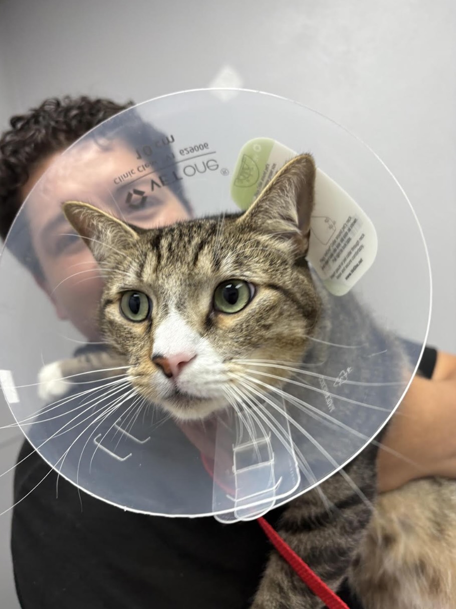 Orange County Animal Allies Shifts Toward Long-Term Solutions