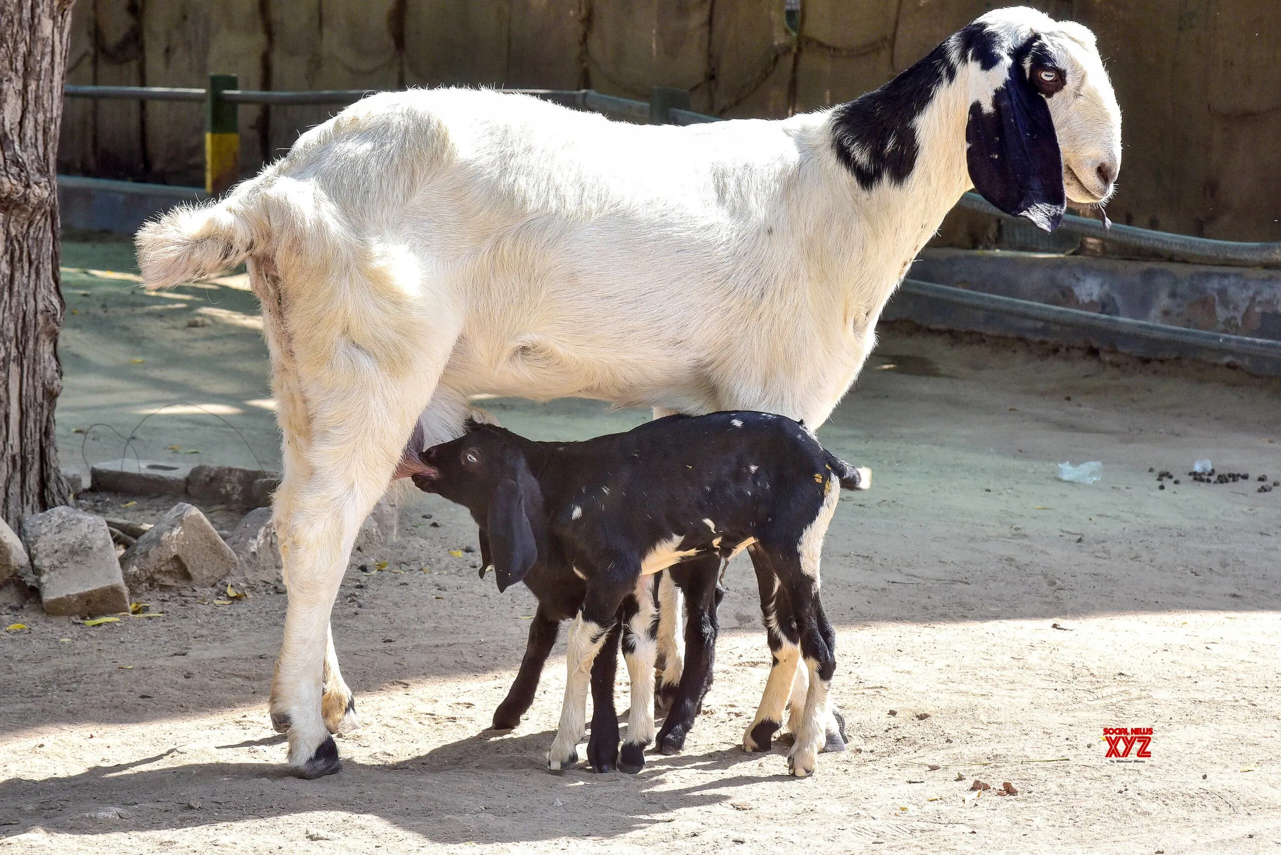 Bikaner: Goat Nurses Newborn at Zoo #Gallery