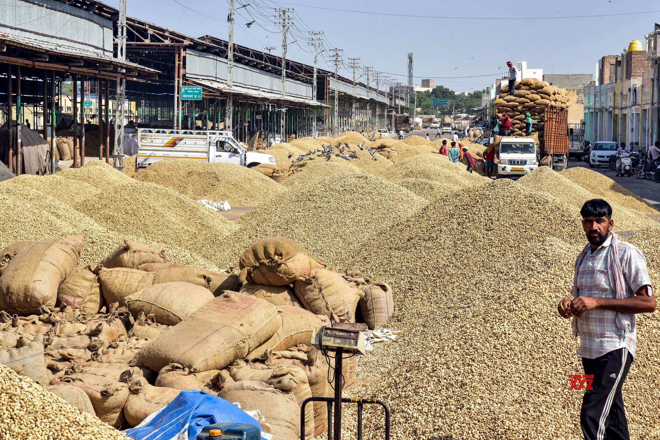 Bikaner: Freshly Harvested Peanuts at Bikaner Grain Market #Gallery
