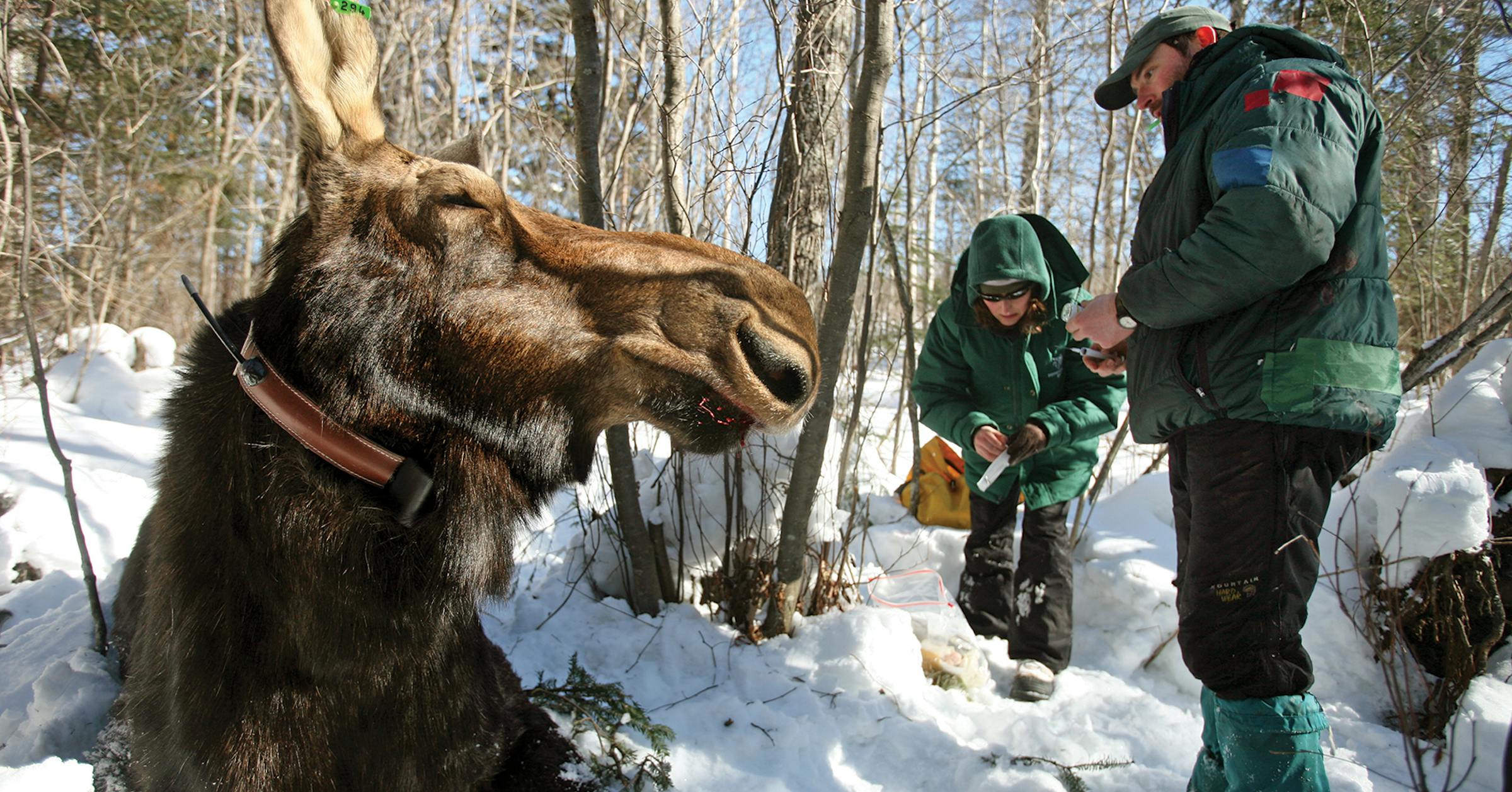 Researcher lands dream job: Helping solve the mystery of the vanishing Minnesota moose