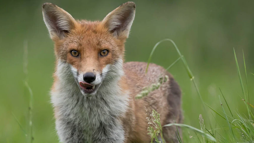 How foxes 'colonised' Australia in 70 years