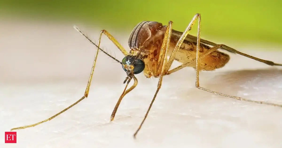 First West Nile virus death of the year reported in the US, everything you need to know about the virus, reasons, symptoms and how to stay safe