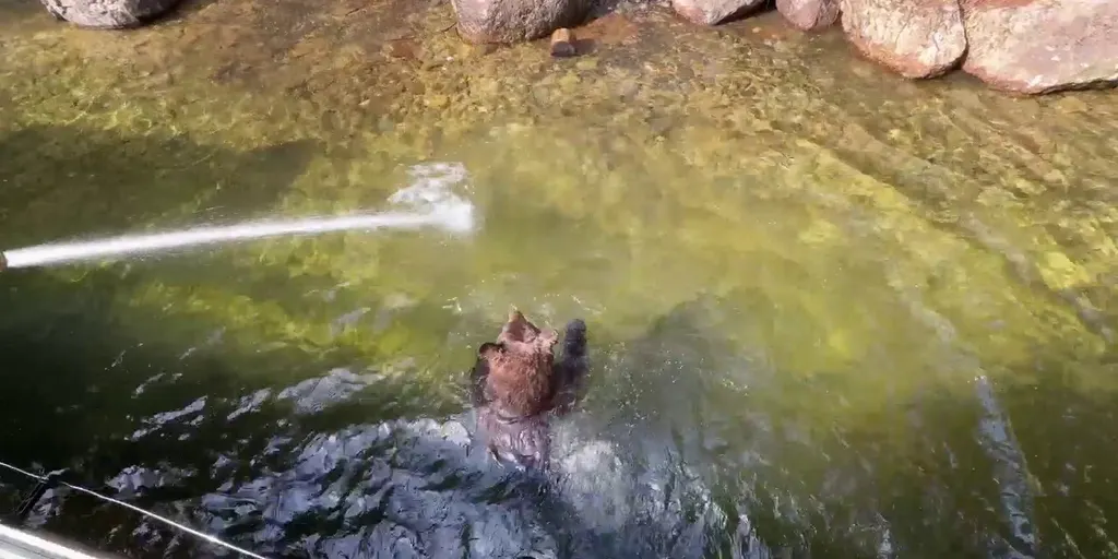 Bear at Sequoia Park Zoo in California enjoys water feature in his enclosure