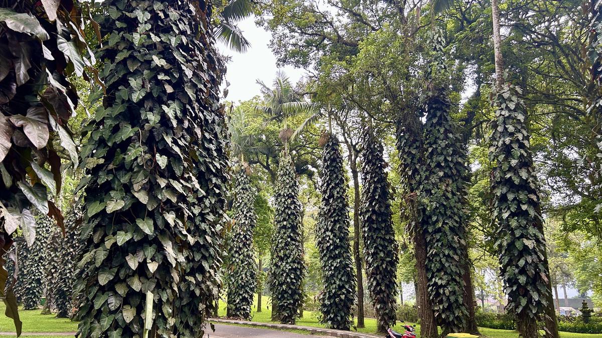 Bali’s botanical garden