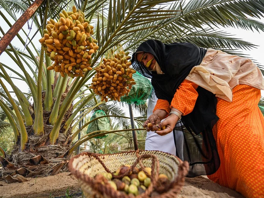 Al Dhafra Festival: Where culture, creativity and camels take centre stage