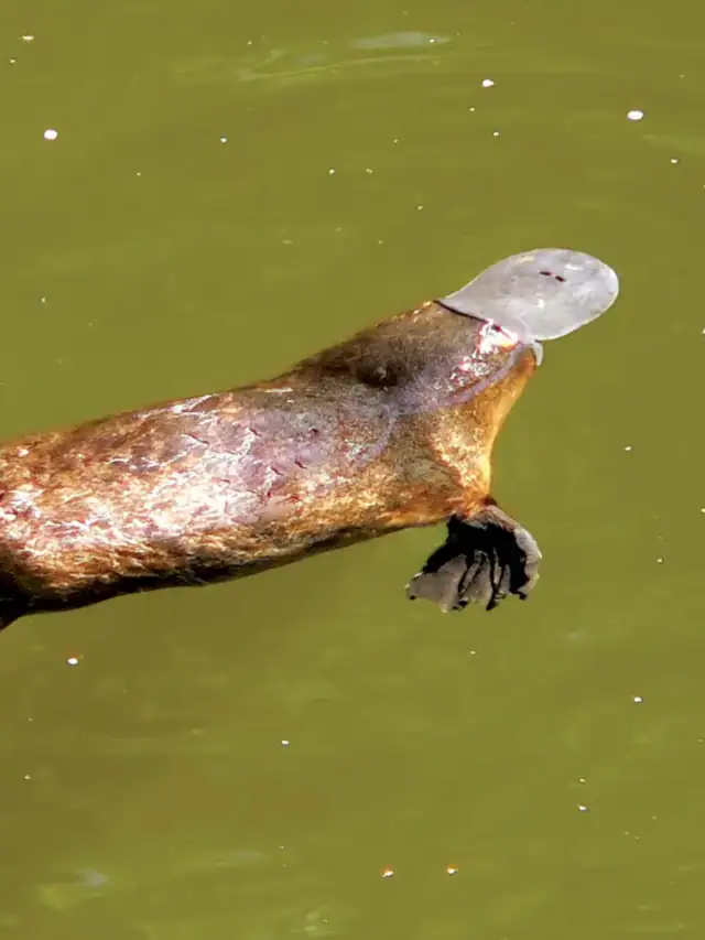 10 Most Unique Animal Species on Earth