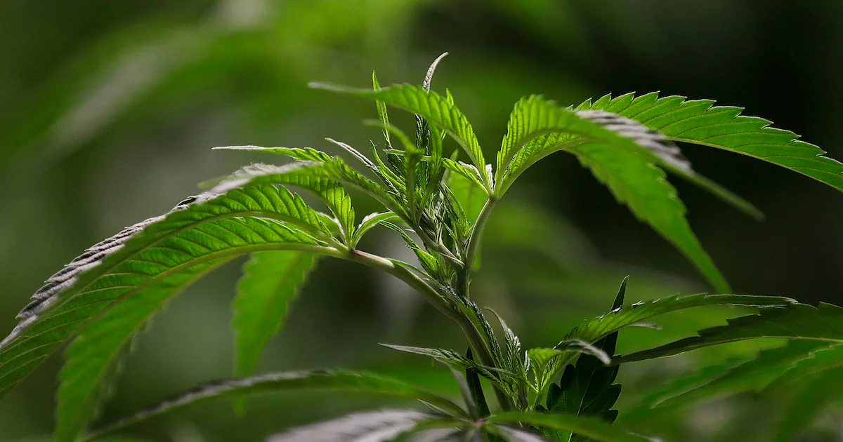 Utah's medical cannabis system is at risk