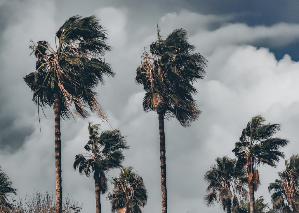 Palm trees in Africa are in decline: these botanists made a plan to do something about it