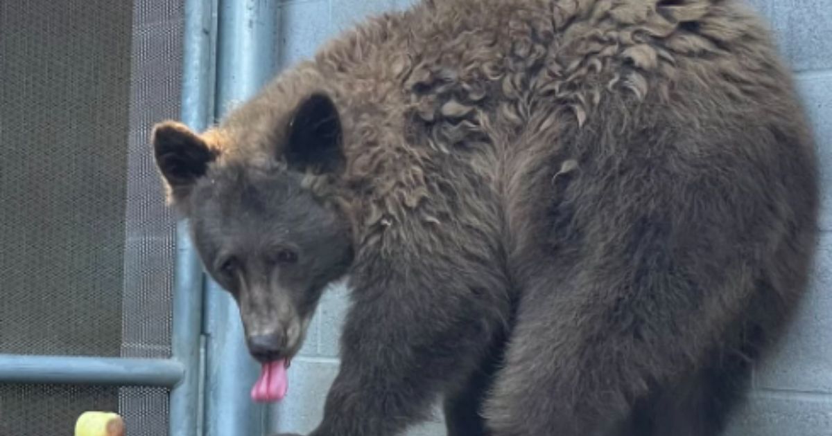 California Zoo Officials Baffled as Wild Bear Breaks Into California Exhibit to Hang Out with Resident Bears