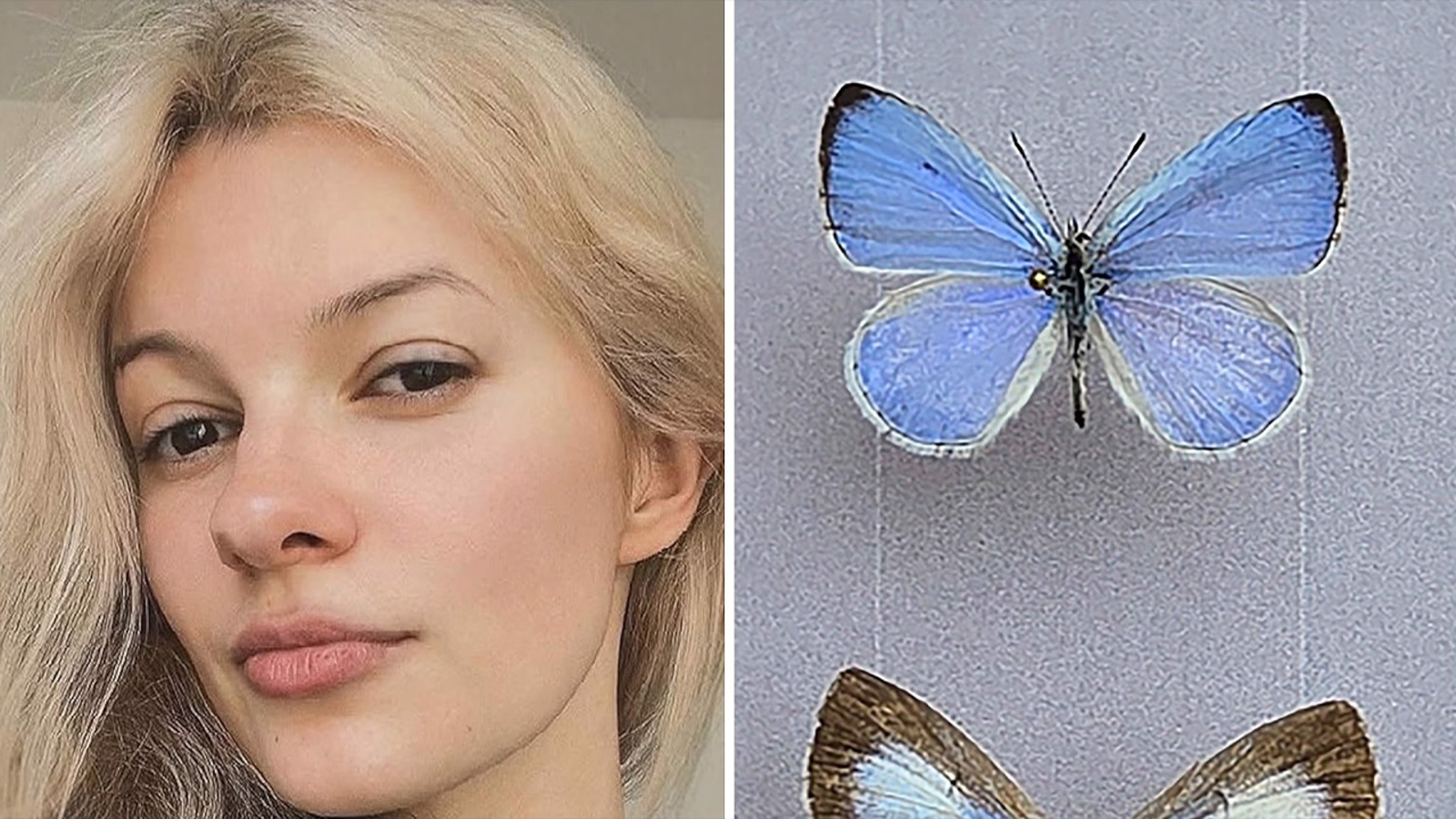 Charlotte light rail stabbing victim 'immortalized' in name of butterfly species