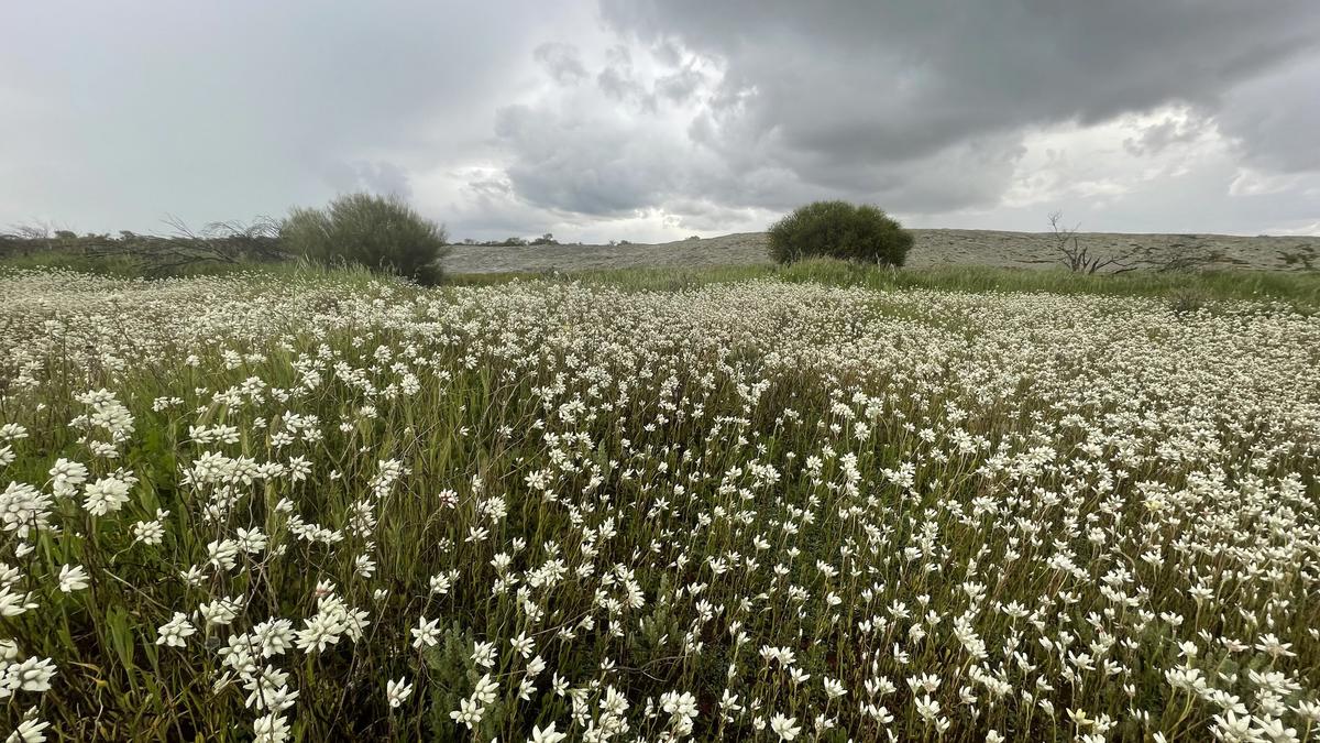 Family’s wet walk in wildflower country