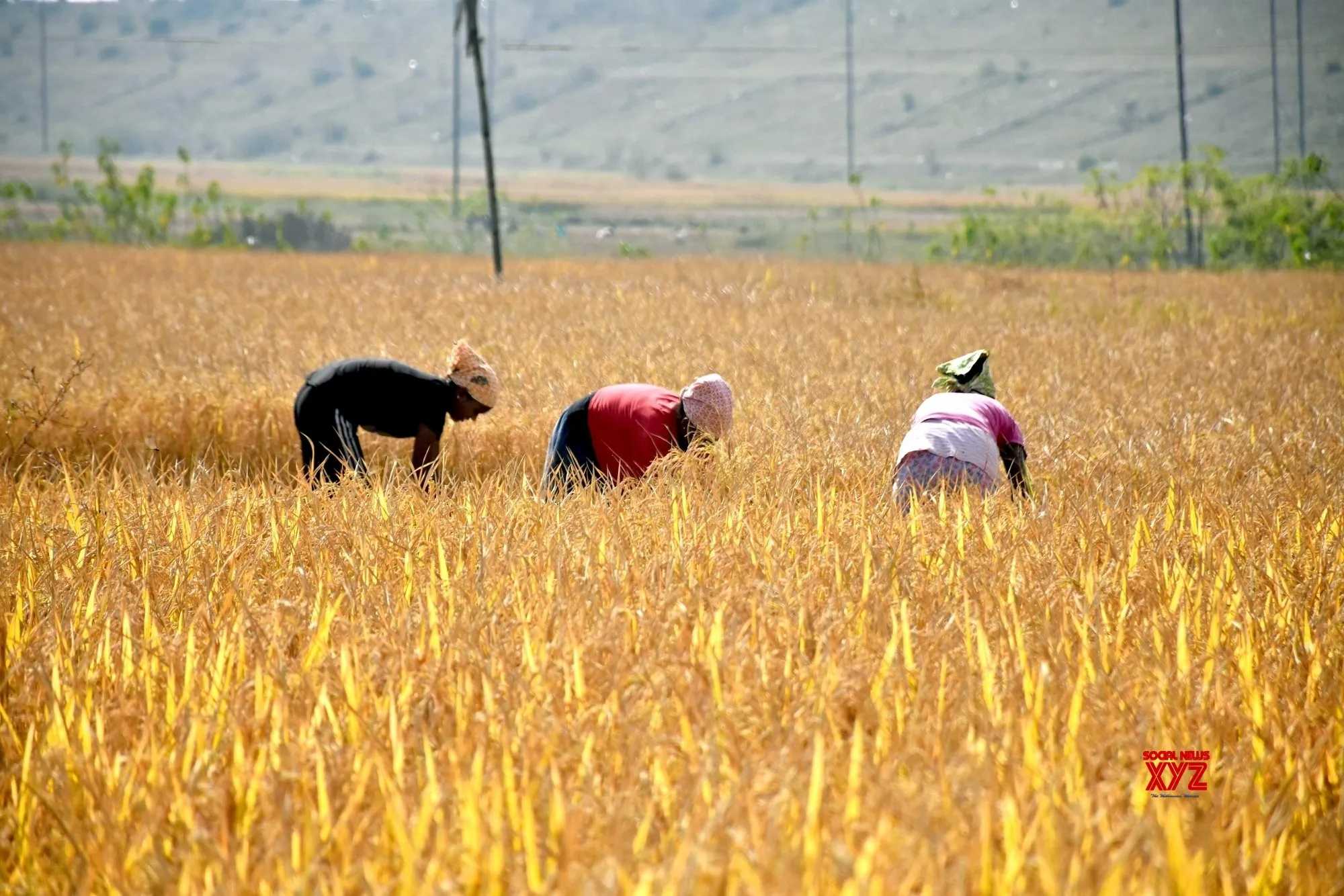 Bengal to begin paddy procurement from Nov 1; payments directly to farmers’ accounts