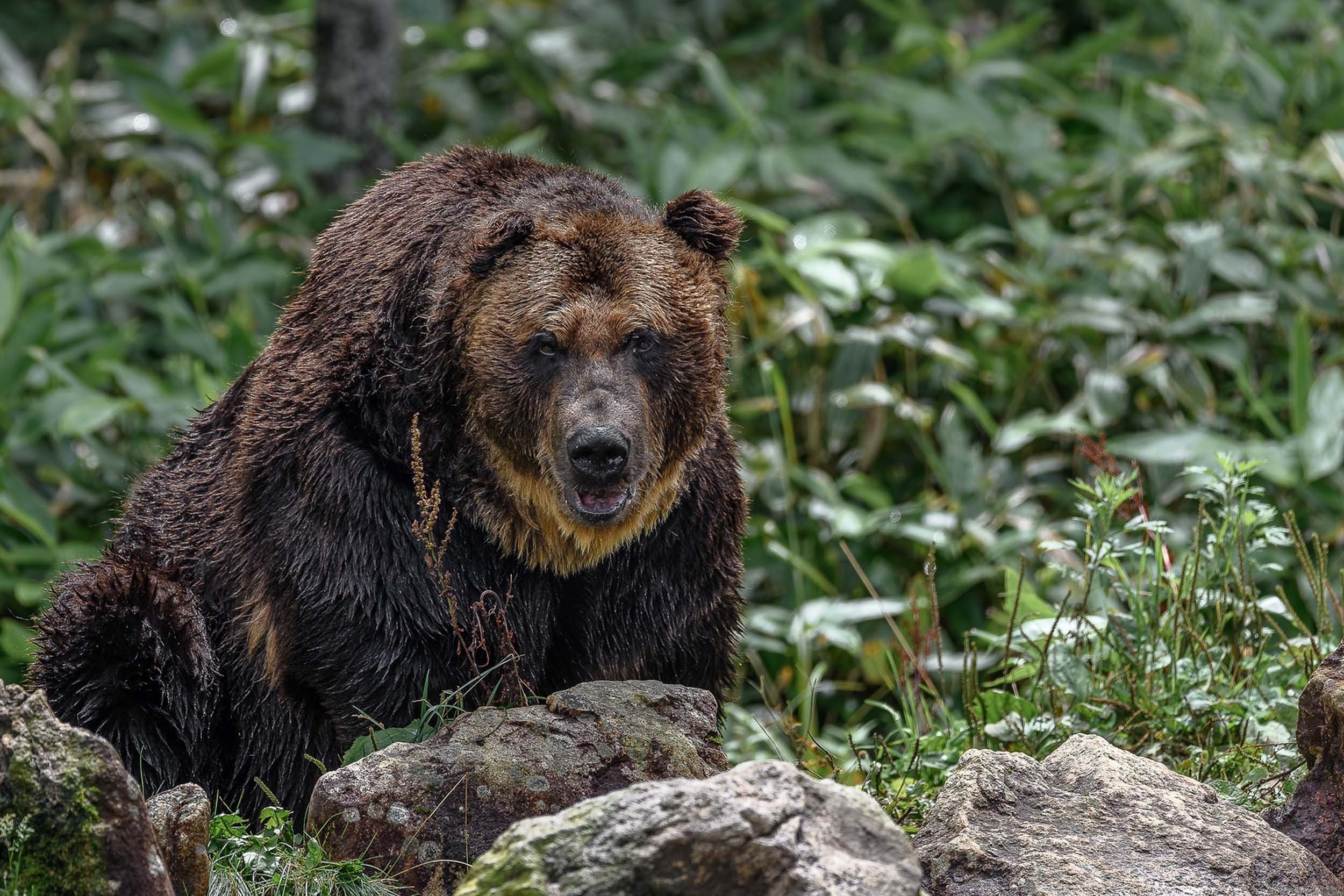 Japan’s deadliest year for bear attacks resurrects century-old nightmares