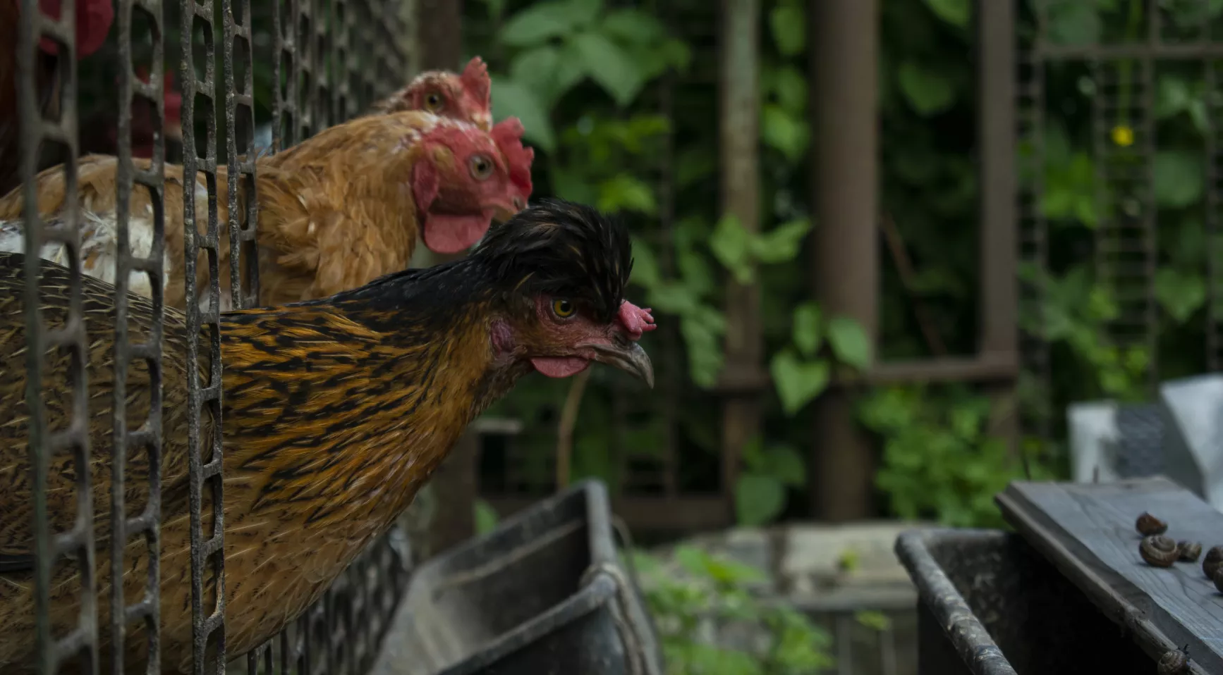 Bird flu confirmed at Hummelo hobby farm; Roughly 150 birds to be culled
