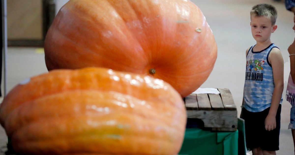 How pumpkins became America's fall obsession spans thousands of years