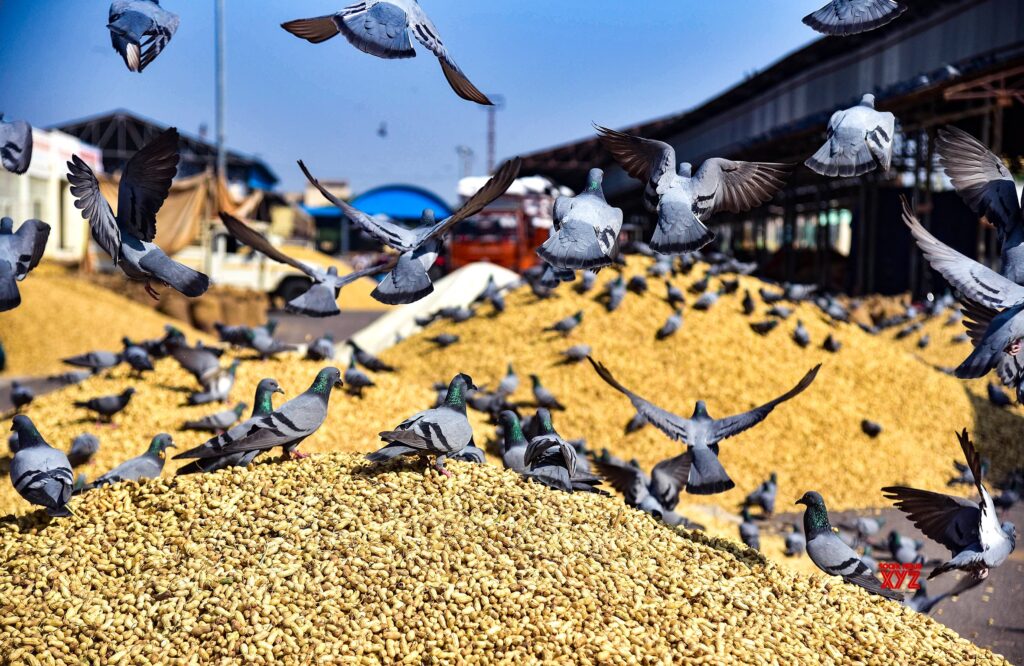 Bikaner: Pigeons Feast on Peanuts #Gallery