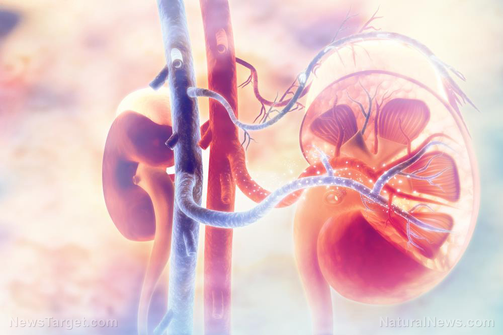 The silent sentinel: Ancient wisdom and modern science converge on kidney health