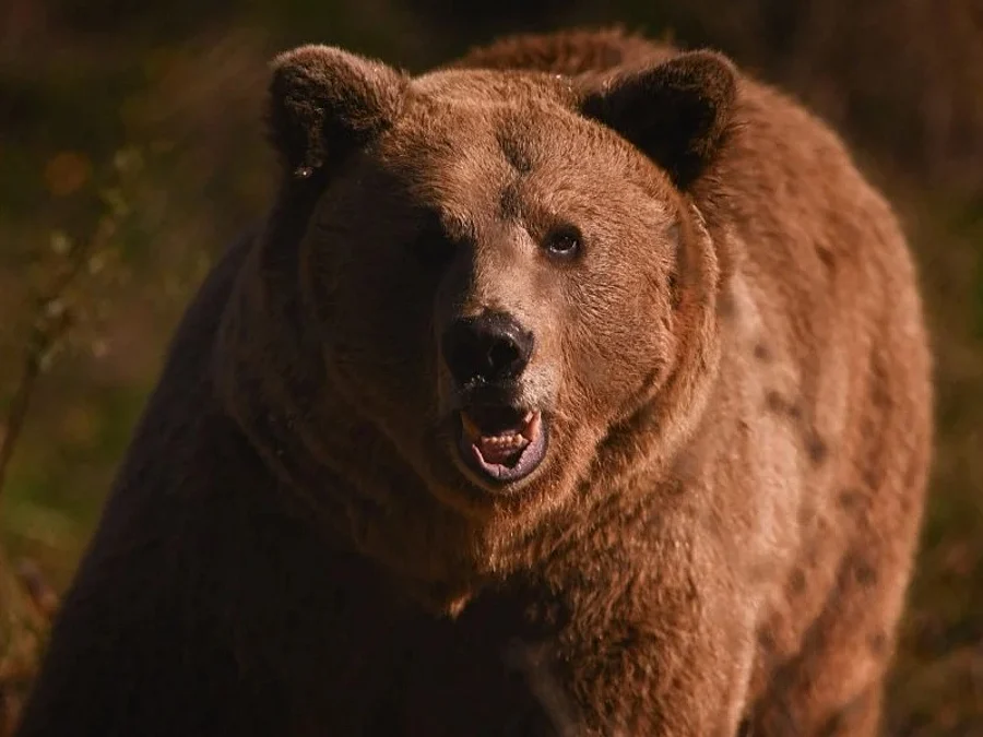 Japanese horror film about man-eating bear delayed after deadly attacks