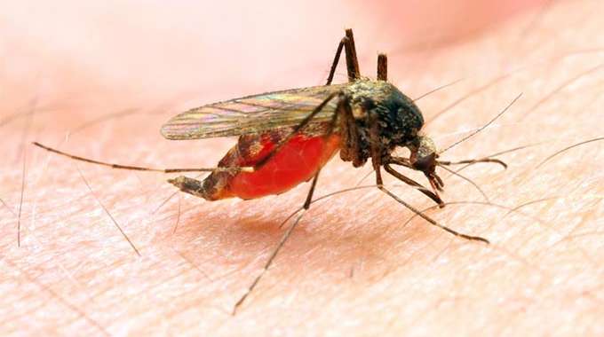 Malaria Kills 78 In Mashonaland West Province