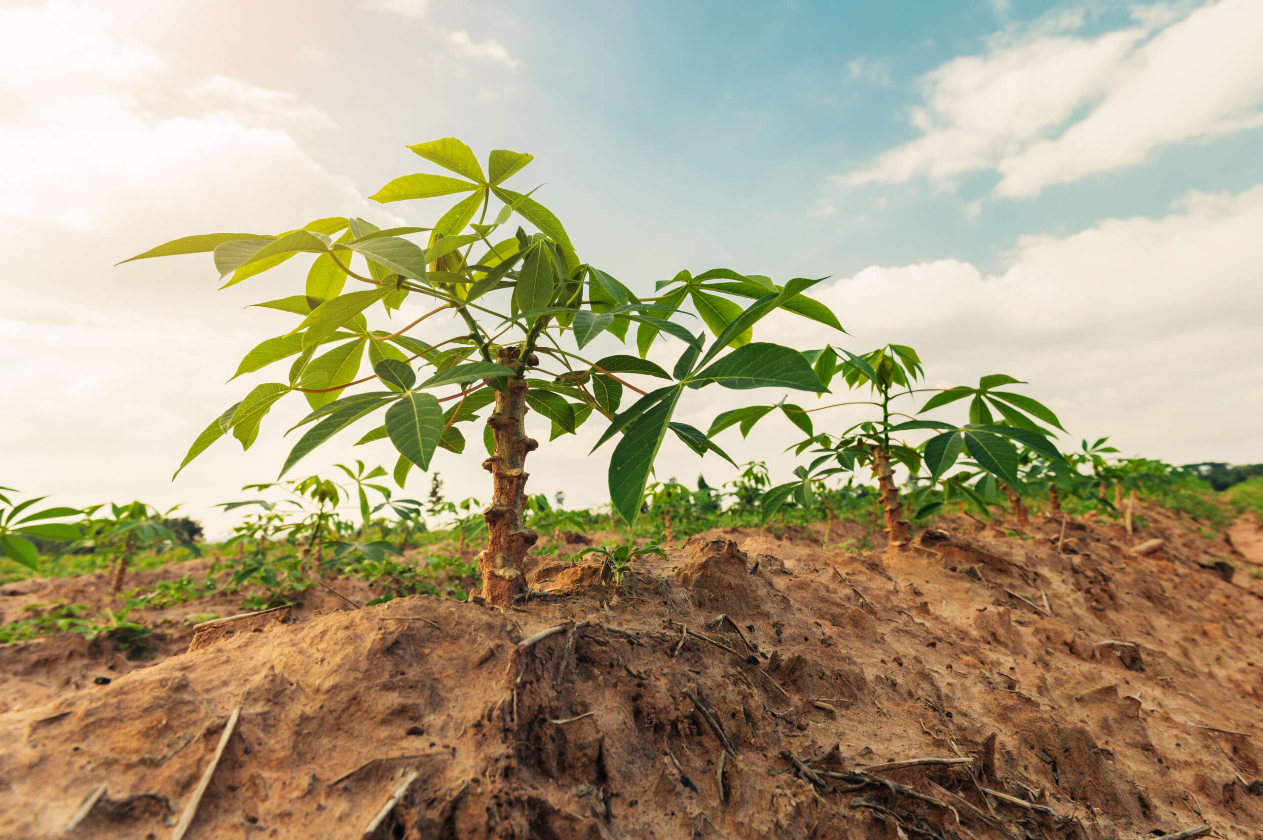 Cassava: The root that fed the Caribbean’s first people