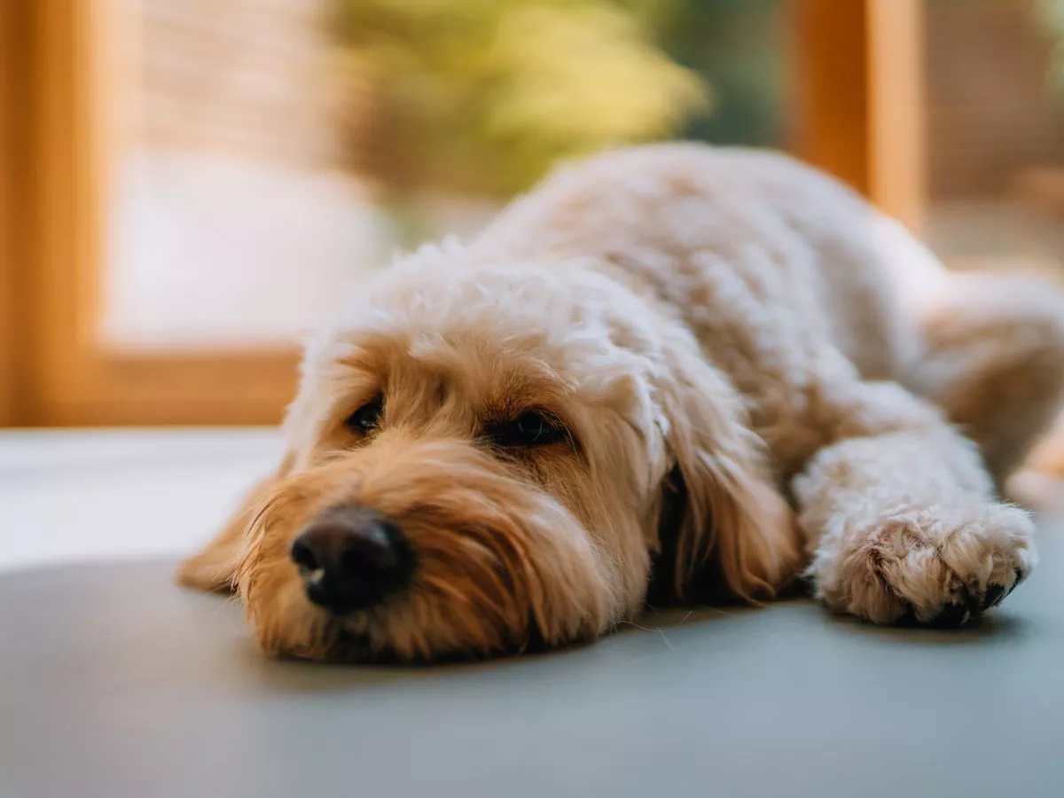 Nine symptoms of ‘severe’ winter dog illness and when to see a vet