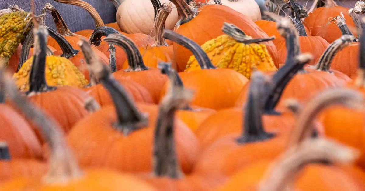 When Halloween is over, remember to recycle your pumpkins