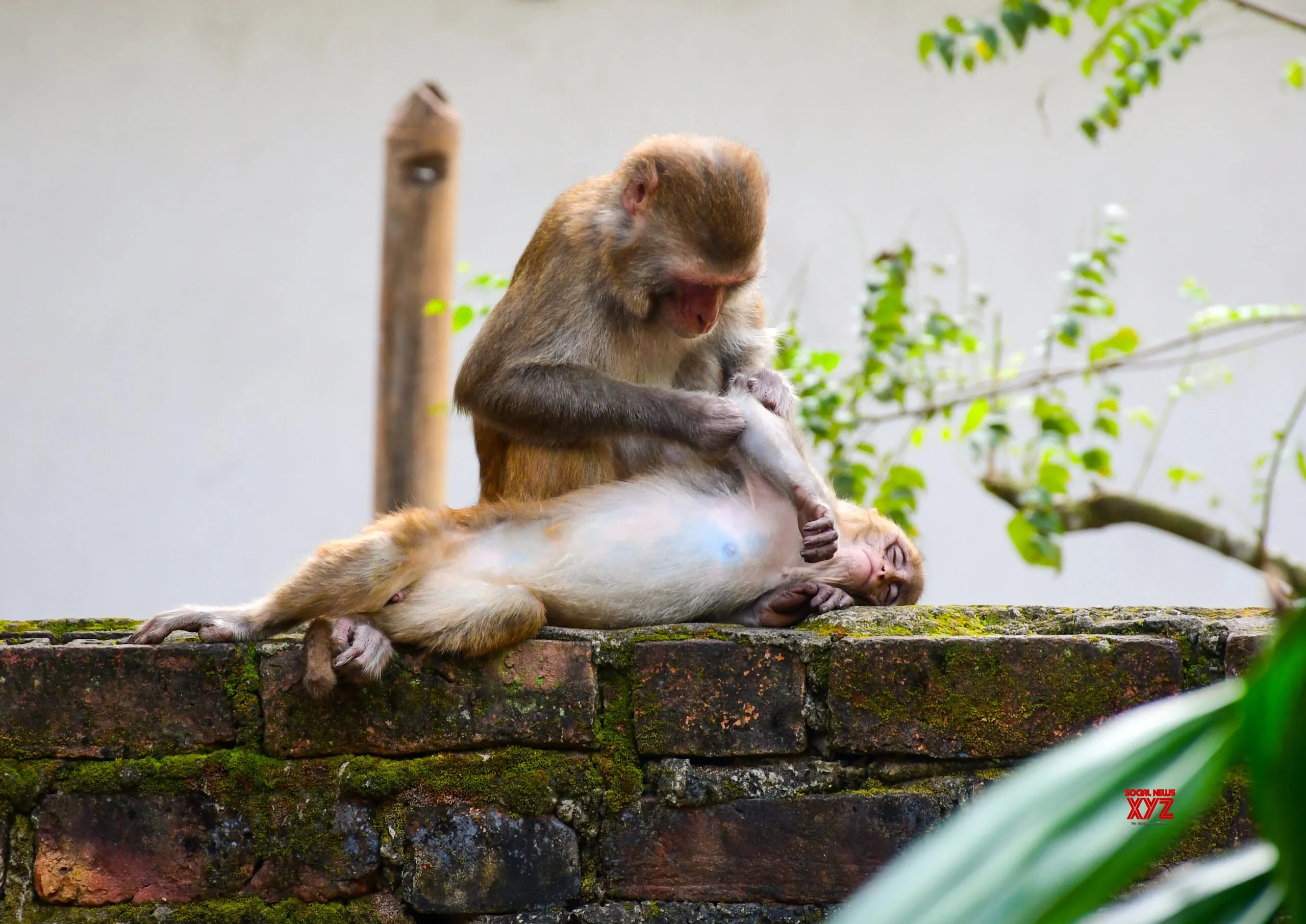Guwahati: Monkeys Rest on Wall #Gallery