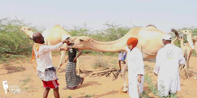 Healthy camel care lifts the spirits of Hiran pastoralists