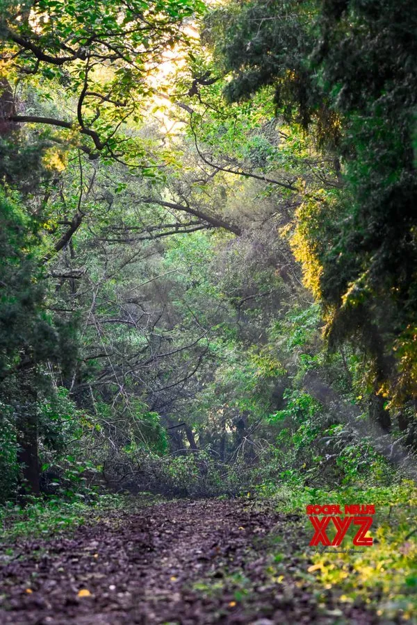 India committed to global climate action with expanding forest cover, sustainable forestry: Govt