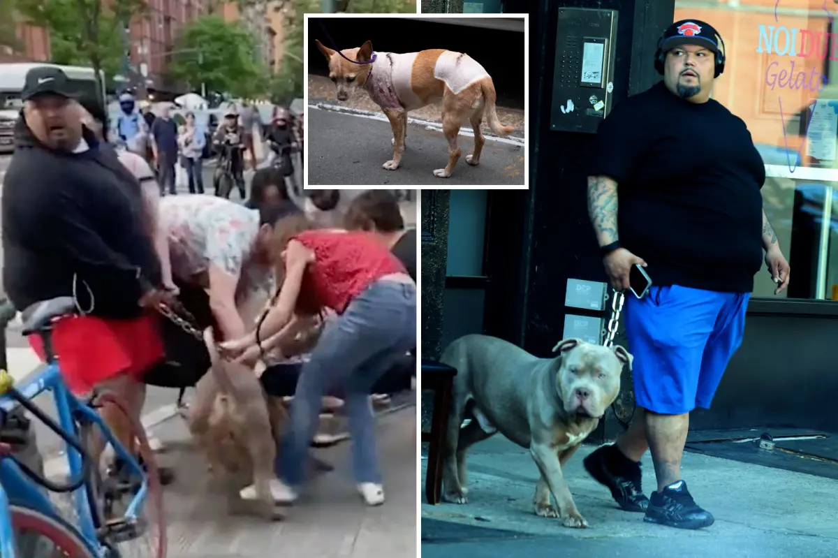 Owner of vicious pit bulls with long history of attacks ordered to turn dogs over to NYC for potential euthanasia