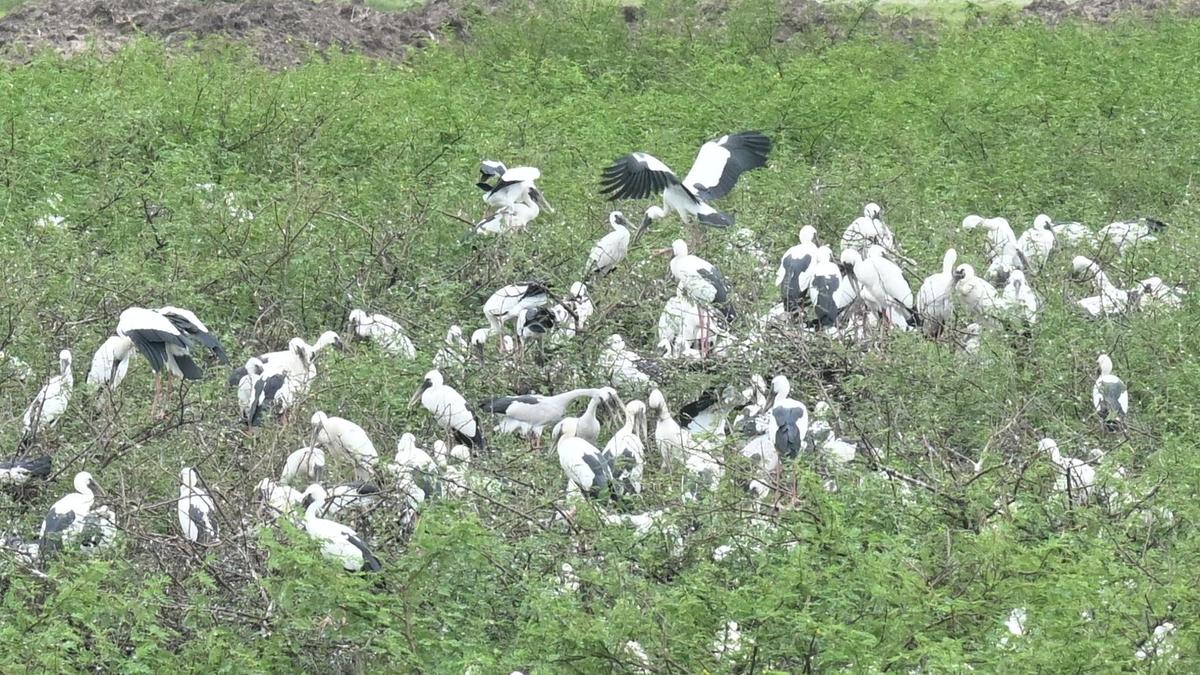 With early onset of monsoon, migratory birds arrival at Therthangal bird sanctuary begins