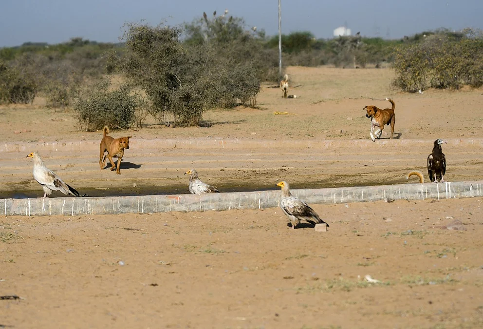 ABC Rules must move beyond cities to India’s villages and wildlife rich areas