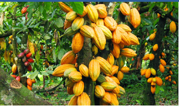 European Union, partners launch project to boost cocoa sector