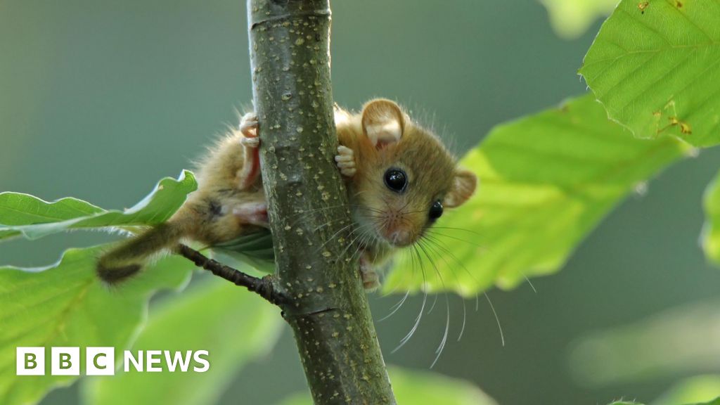 New population of rare dormice found in Sussex