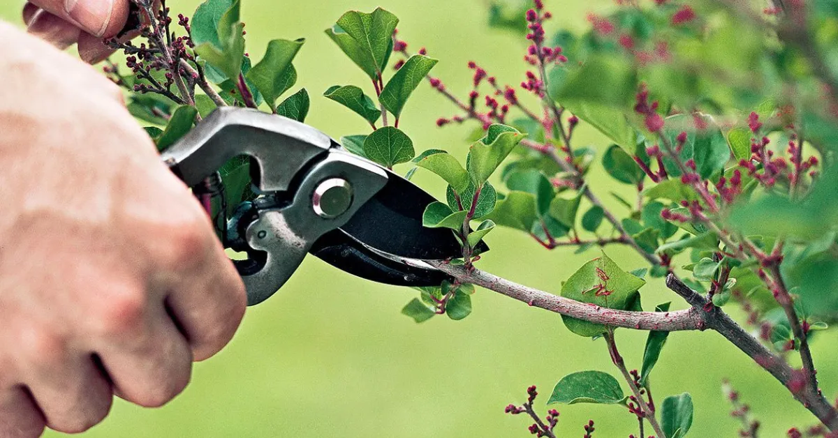 October Gardening Guide: How To Prune Trees & Shrubs the Right Way