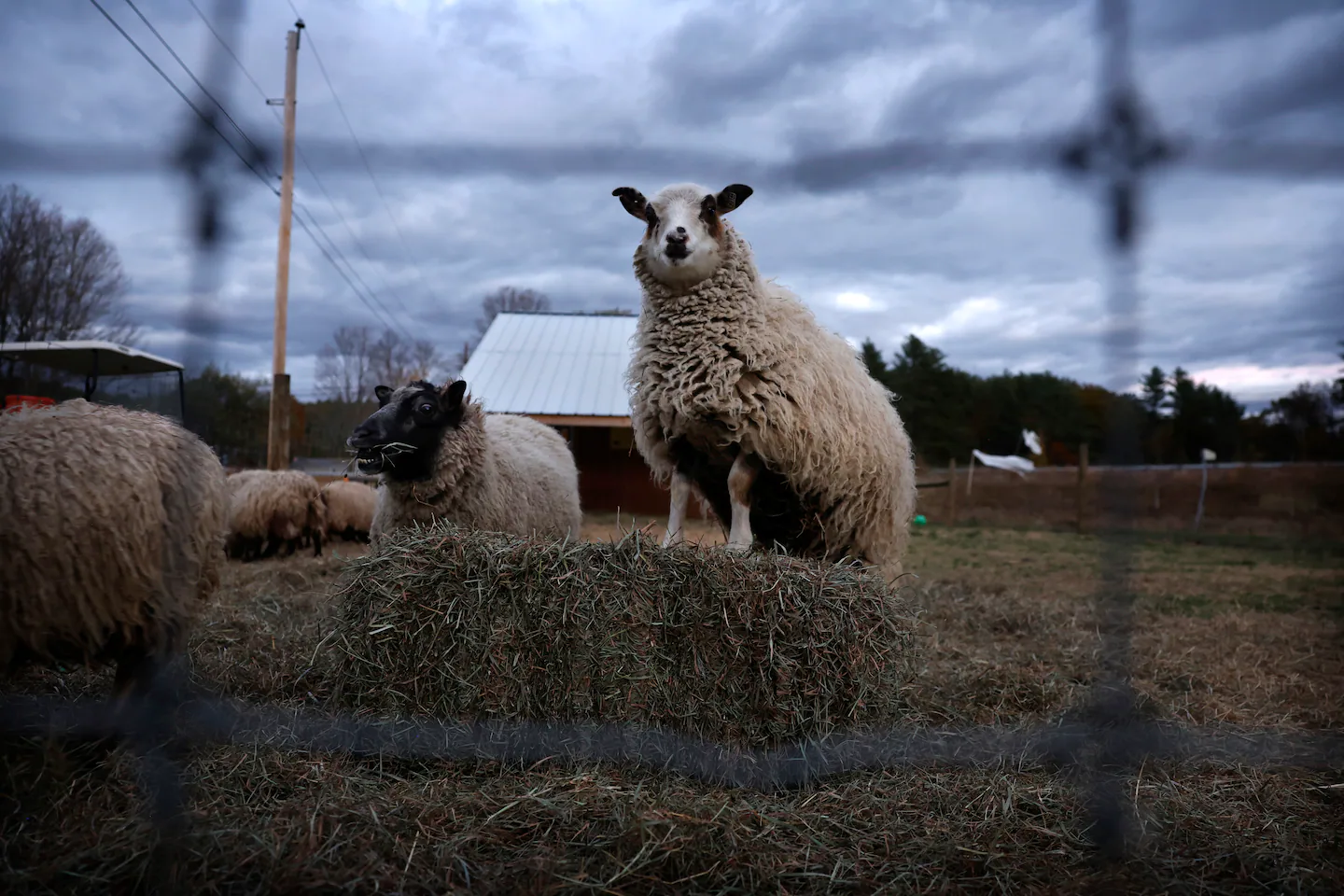 How local wool is making a comeback around New England