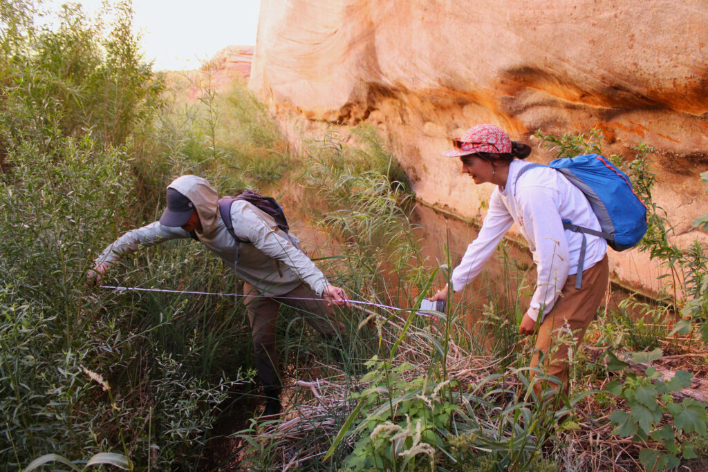 As Lake Powell Recedes, Beavers are Building Back
