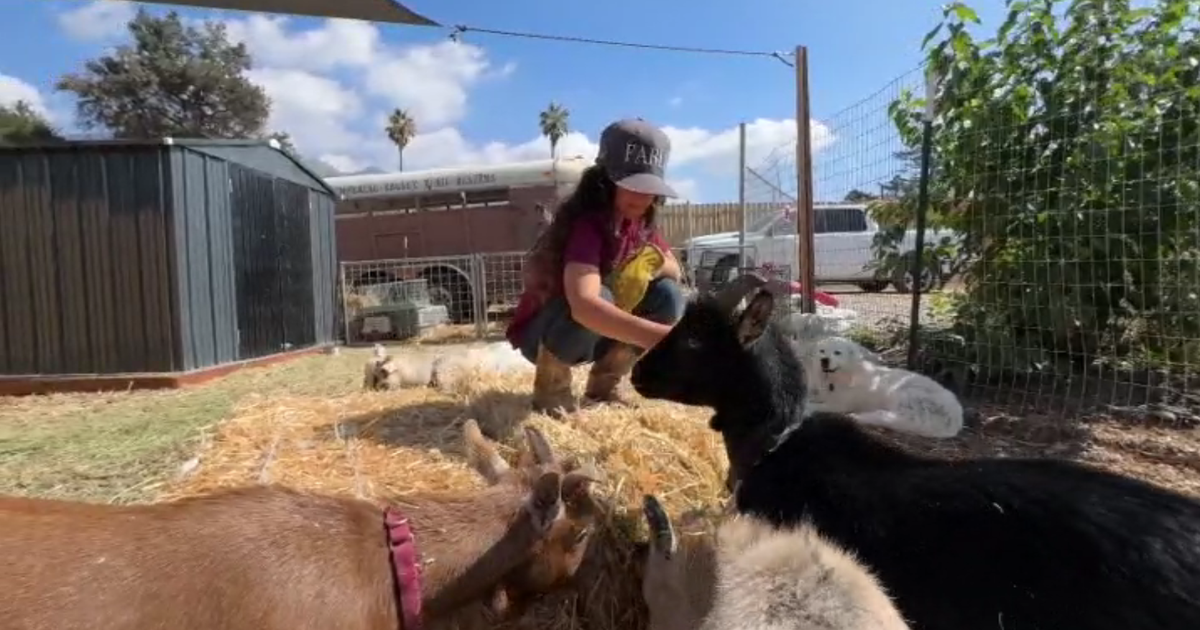 Family-owned petting zoo returns to Altadena after Eaton Fire