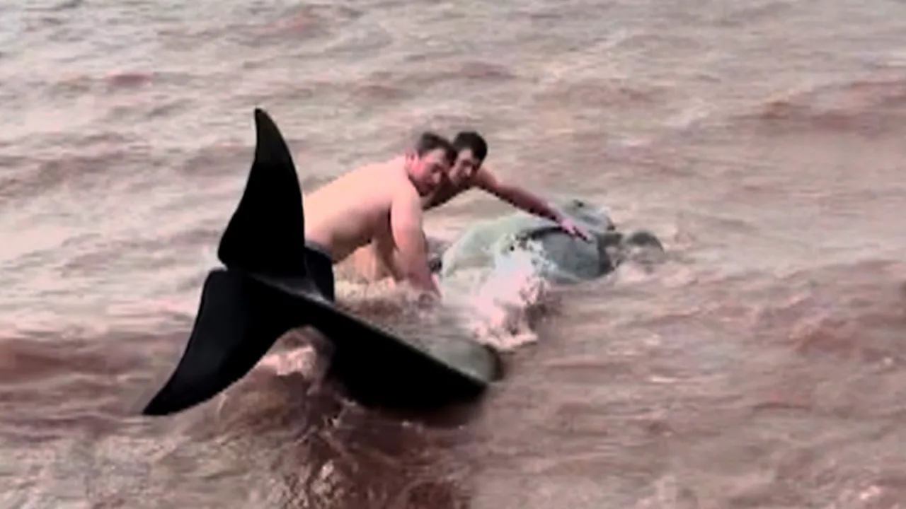 #TheMoment 2 bystanders jumped in to save stranded pilot whales in N.S.