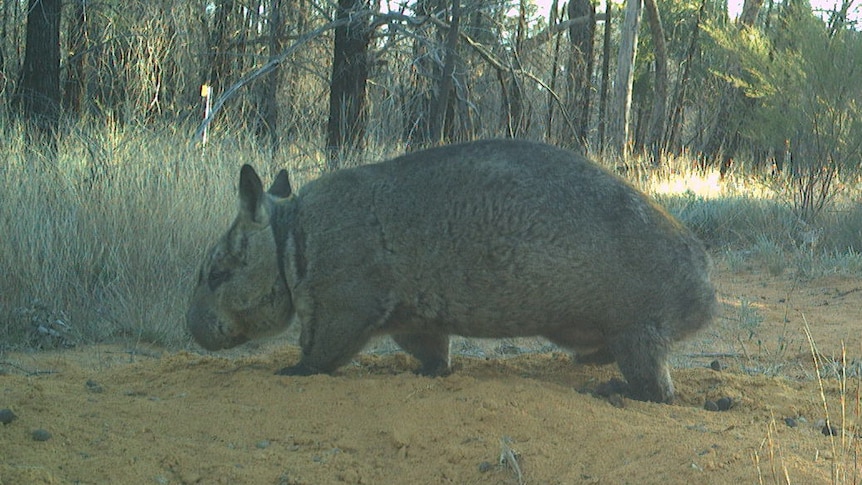 Births mark conservation success for rare Queensland wombat