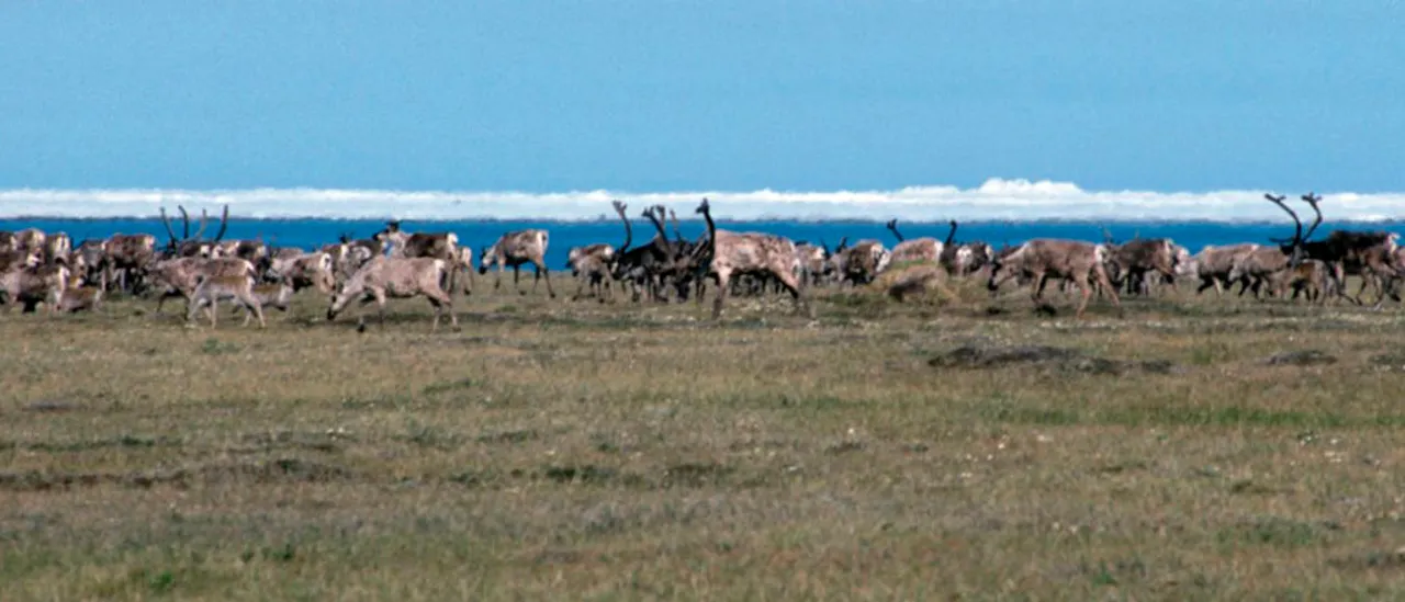 DAVID BLACKMON: Promises Made, Promises Kept On ANWR