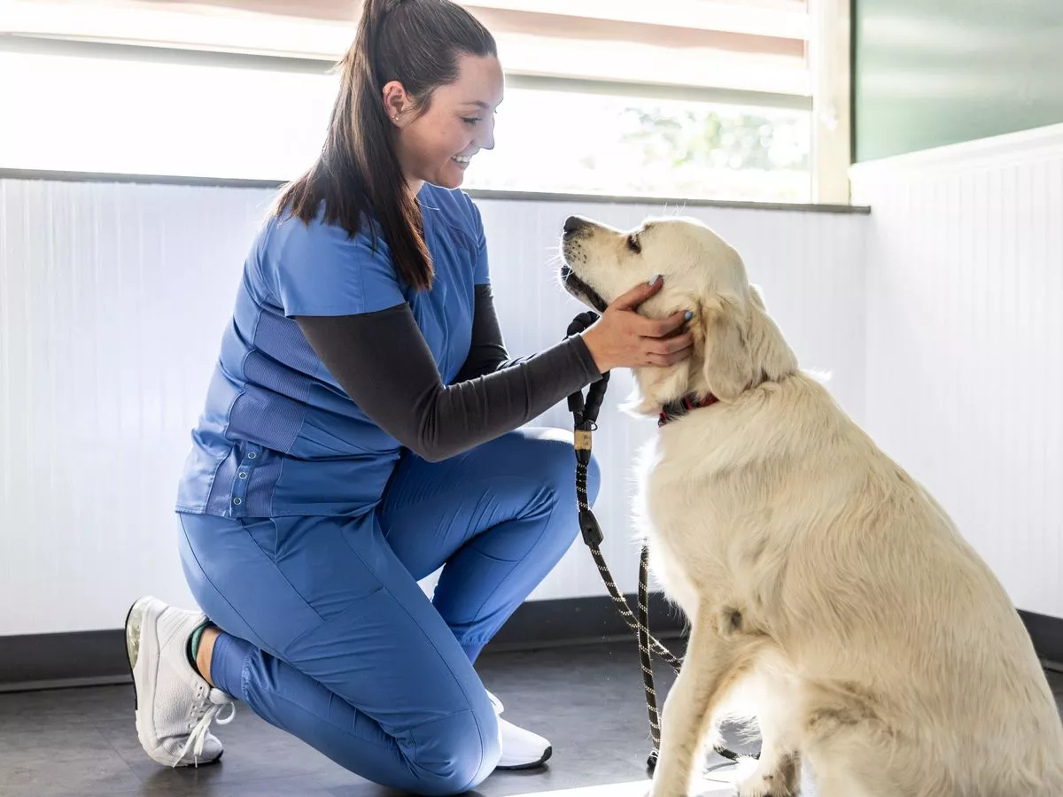 Vet recommends six things pet owners should do to lower expensive bills