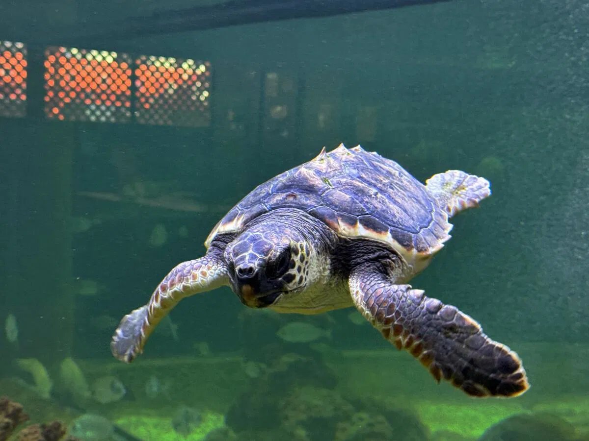 Oceanogràfic Foundation and Santa Pola Sea Museum Join Forces to Safeguard the Mediterranean