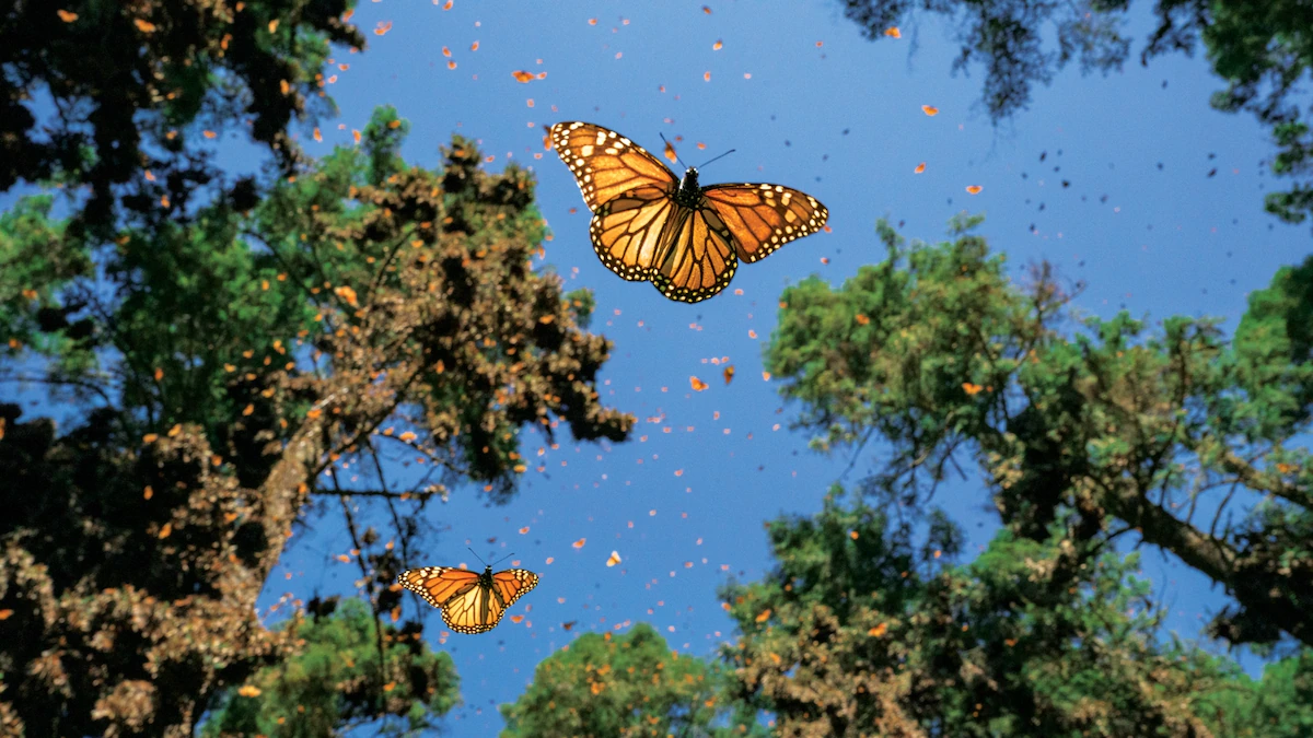 Avocados and monarch butterflies are on a collision course