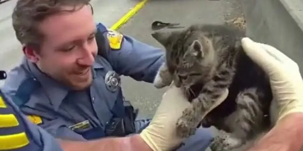 Mews at 11: Watch as kitten saved from getting trapped on Washington freeway
