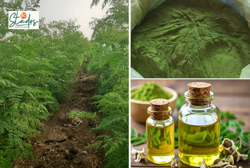 Moringa: The ‘green gold’ turning even drought-prone farms profitable