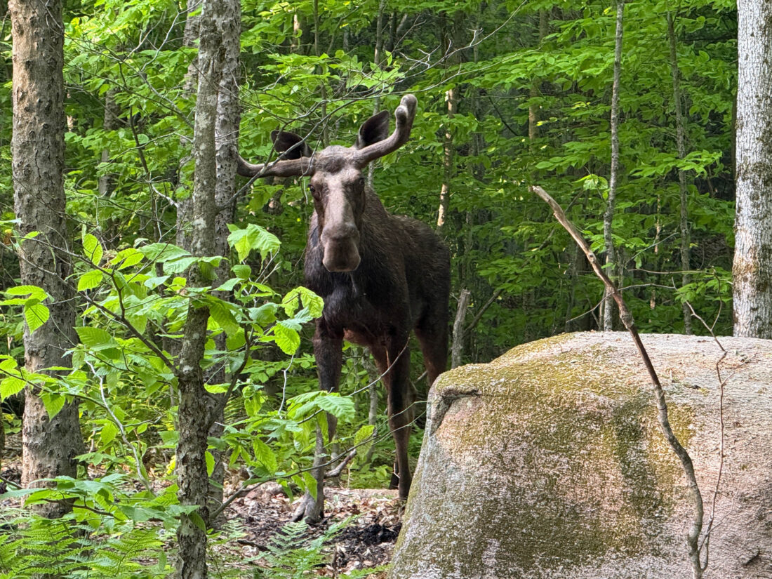 DEC releases report on Goodman Mountain moose