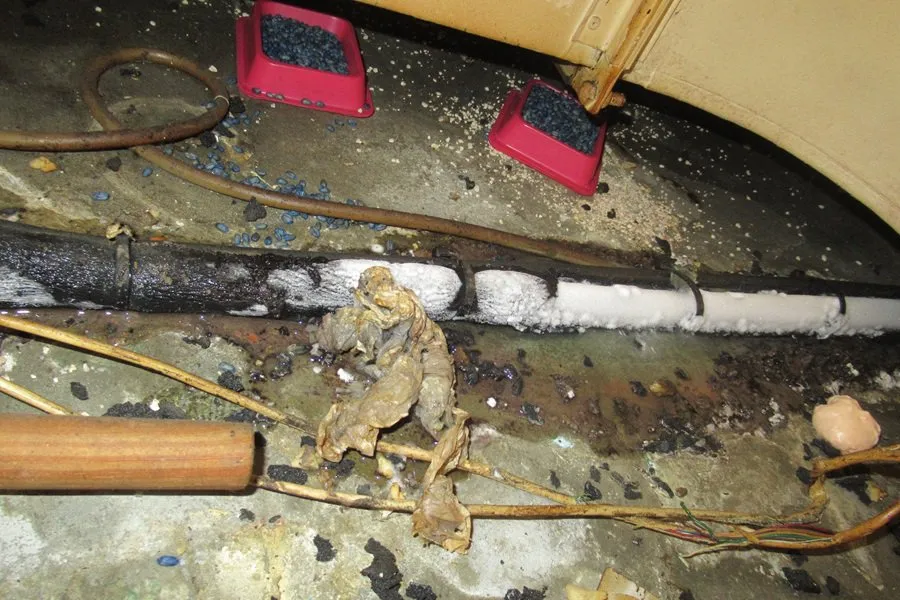 Pizza Hut franchise owner fined £39,000 after branch found crawling with rats